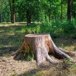 Les dangers de laisser des souches d'arbres non traitées dans votre jardin